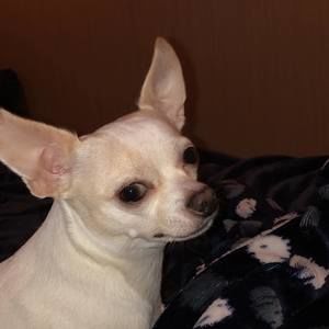 Meet your Posher, Luis